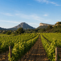 Mas de l'Oncle - Vins AOP Pic Saint-Loup - Languedoc