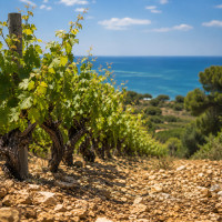 Château Bois des Brumes - Vins AOP La Clape - Languedoc